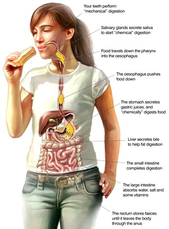 Digestive System Google image from http://www.biocura.co.za/images/digestive_system.jpg