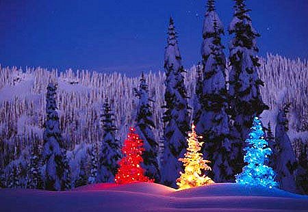 A rainbow trio of 
Christmas trees lights up the night (location unknown).