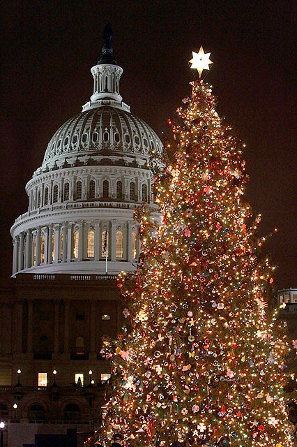 Capitol Christmas tree in Washington, D.C.
