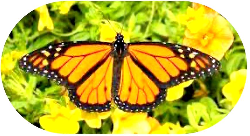Amazing Monarch Butterfly image source: The Shores of Port Credit