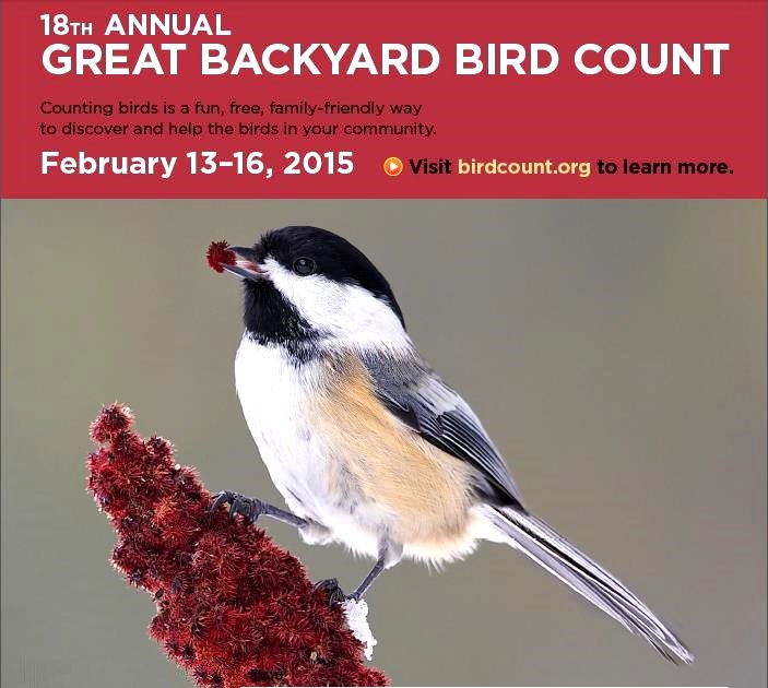 The Great Backyard Bird Count 2015 Poster Google image from http://www.friendsofgreatswamp.org/Docs/GBBC%20Poster%202015-Local%20info.pdf