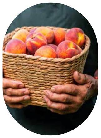Peach Season image source: The Shores of Port Credit