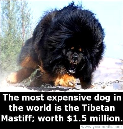5. Tibetan Mastiff Puppy Sells For $2 Million Dollars In China Google image from http://skrillionaire.com/tibetan-mastiff-puppy-sells-for-2-million-dollars-in-china/