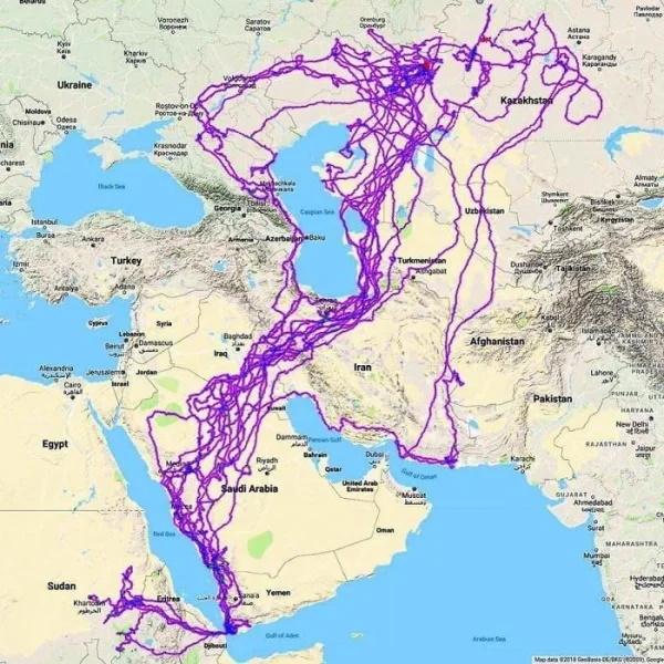 Tracking the flight path of an eagle over a 20-year period