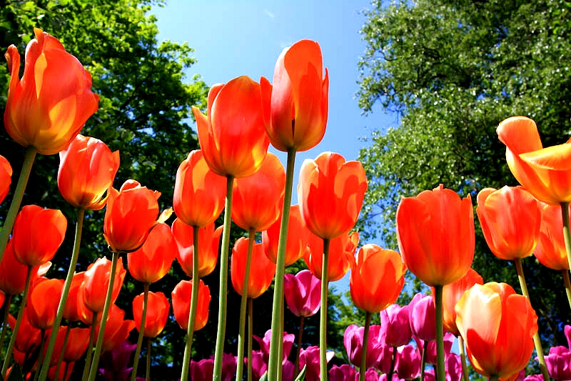 Tulips in Keukenhof, Holland Google image from http://ferphotos.blogspot.ca/2012/03/tulips-in-keukenhof.html