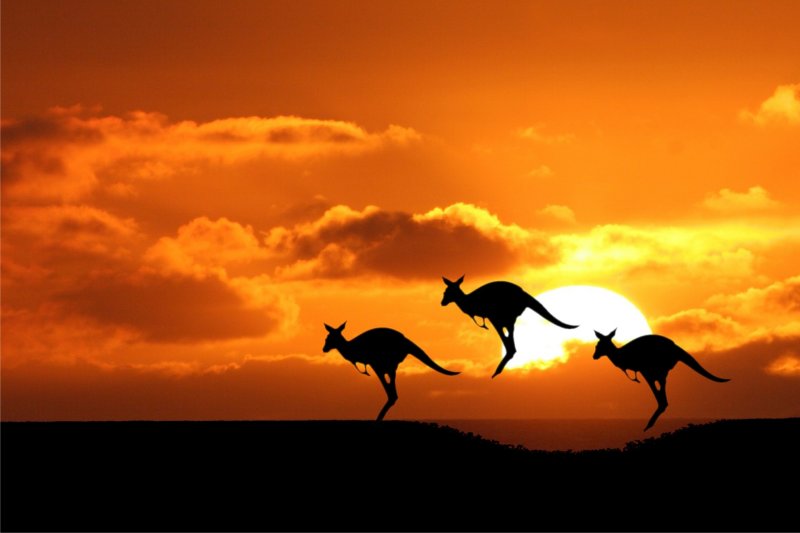 Australia 3 Kangaroos in Sunset Google image from http://www.continentalpassports.com/blog/image.axd?picture=2013%2F1%2Fbeautiful-australia-224192.jpg