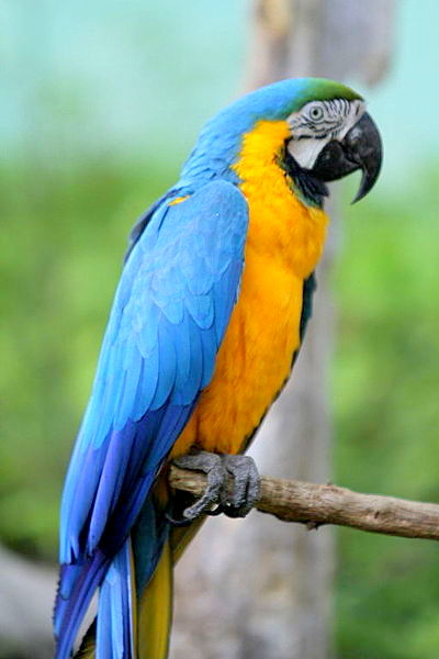 Blue and Yellow Macaw Google image from Takashi Hososhima from Tokyo, Japan or File:Blue-and-yellow macaw (4550976702).jpg From Wikimedia Commons, the free media repository
