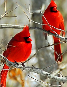 Winter Red - Two cardinals Google image from https://animals.desktopnexus.com/wallpaper/873190/