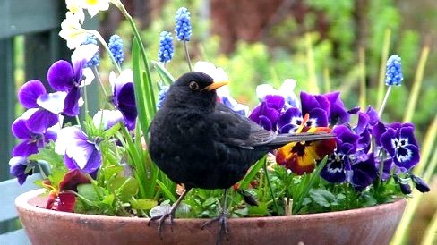 Gardening to Attract Birds image from Port Credit Library Email April 24, 2015