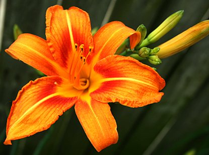 Orange Daylily Google image from https://gardencoachpictures.files.wordpress.com/2011/03/orange-daylily-bloom1.png