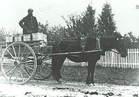 Delivering Milk Cans with Horse Drawn Wagon Google image from http://ketetararua.peoplesnetworknz.info/image_files/0000/0000/0716/Alfred_Mansell_medium.jpg