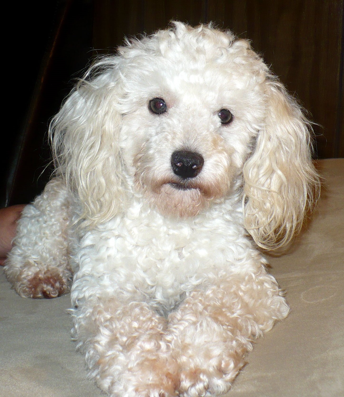 Poodle Google image from http://all-puppies.com/12-adorable-white-poodle-puppy-pictures.html