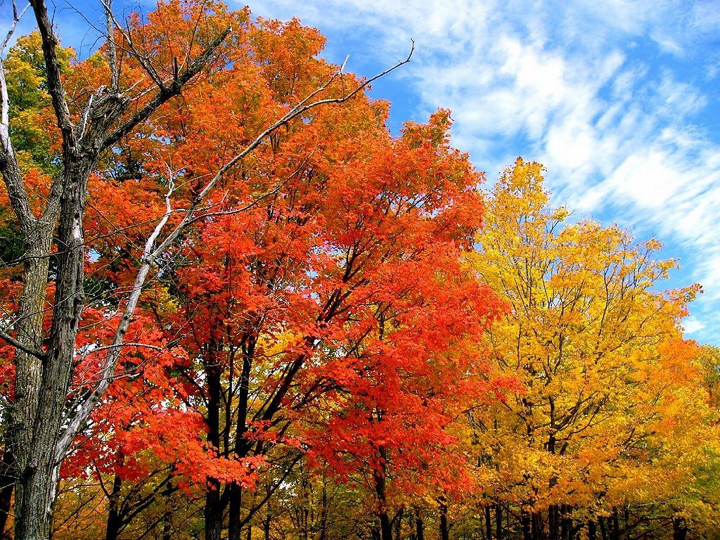 Photo Contest Google image from http://www.usa-fallfoliage.com/uploaded_images/tbf-hermh05-766792.jpg