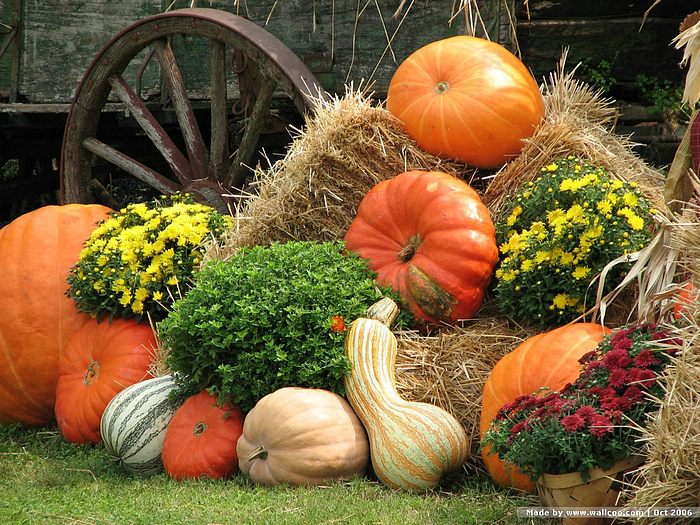 Fall Harvest Pumpkins Google image from https://i.pinimg.com/originals/1a/c9/a9/1ac9a92b8bd5c291fbe60a21876f0c47.jpg