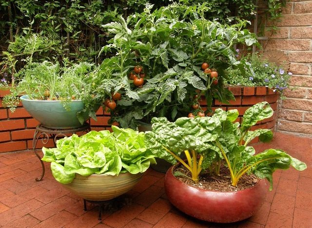 Container Gardening Google image from http://dancevisionnj.org/container-vegetable-garden/