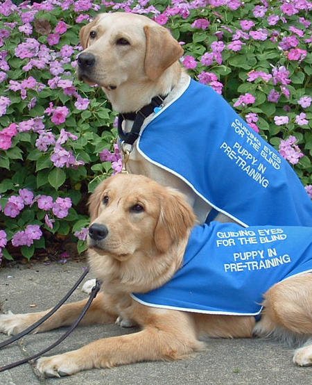 Guiding Eyes Guide Dogs Google image from http://cdn-www.dailypuppy.com/dog-images/guiding-eyes-guide-dogs-4_34671_2009-09-21_w450.jpg