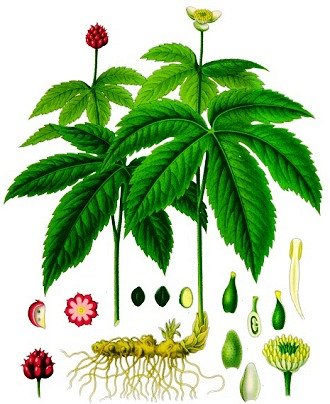 Native American Herbal Medicine Google image from http://www.warpaths2peacepipes.com/images/goldenseal.jpg