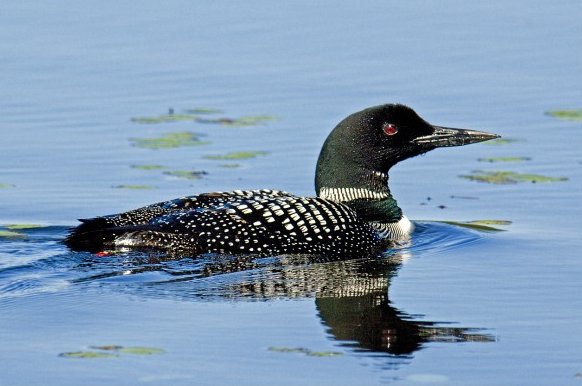 Loon Google image from http://submissions.detroitnews.com/files/Loon-ALA_2840_12-640x441.jpg