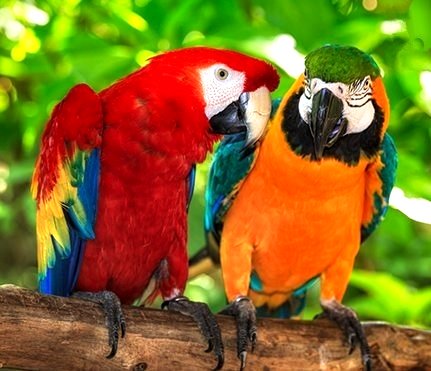 Macaw Parrots image adapted from The Erinview email 1 Mar 2017