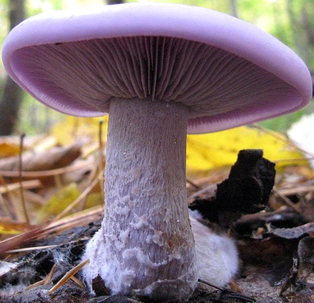Medicinal Mushroom image from http://en.wikipedia.org/wiki/Medicinal_mushroom#mediaviewer/File:Lepista_nuda_sb777.jpg