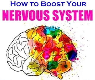 How to Strengthen Your Nervous System Google image adapted from http://www.top10homeremedies.com/wp-content/uploads/2015/10/nervous-syestem-feat-277x190.jpg