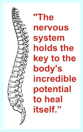 Nervous System Is Key to Your Health Google image from http://www.scottwagnerchiropractic.com/nervous-system-is-key-to-your-health/