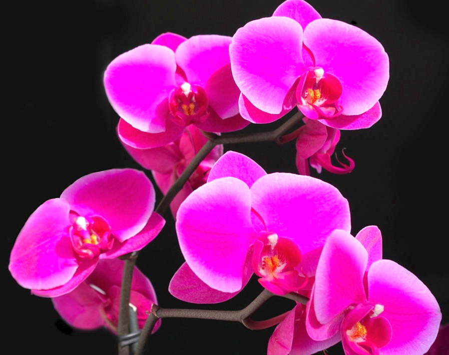 Stunning Pink Orchids Google image from http://katezucconi.com/beautiful-orchids-an-inspiration-to-paint/