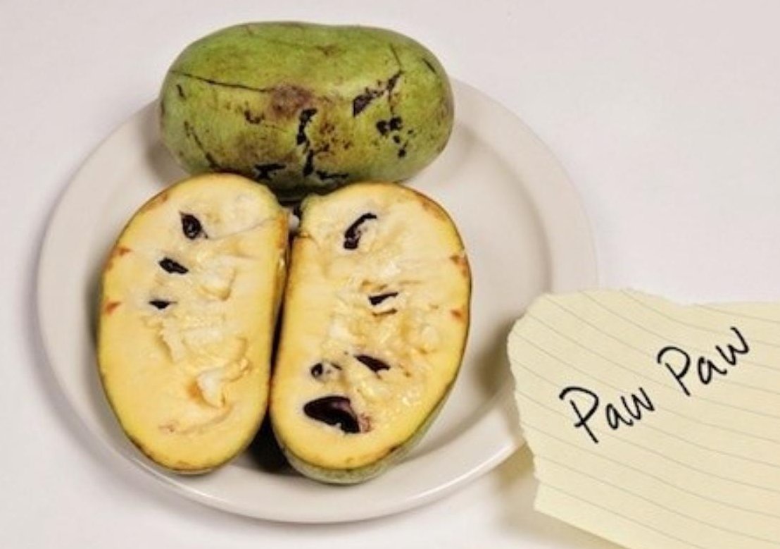 American fruit paw paw Google image from https://www.vice.com/en_us/article/paw-paw-the-weirdest-american-fruit-you-never-knew-about