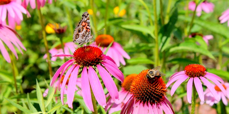 Landscaping for Pollinators - Free Gardening Workshop Google image from https://www.eventbrite.ca/e/landscaping-for-pollinators-free-gardening-workshop-tickets-59545140117?aff=eac2