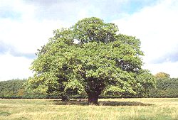Oak tree Google image from http://www.itsnature.org/Plant_Life/images/article-pics/OakTree.jpg