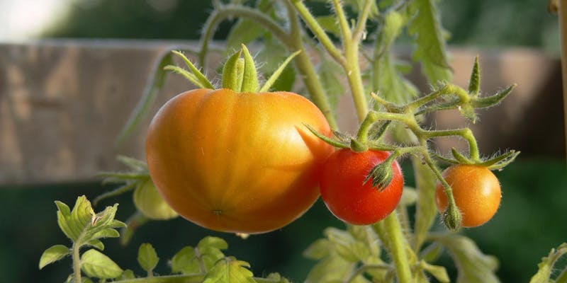 Organic Tomatoes Google image from https___cdn.evbuc.com_images_66663067_52405663618_1_original.jpg